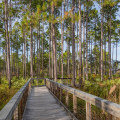 Explore the Best Running Trails in Panama City, Florida