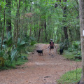 Exploring Dog-Friendly Trails in Panama City Beach, Florida