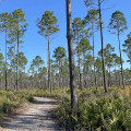 Exploring the Least Popular Trails in Panama City Beach, Florida