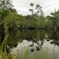 Exploring the Trails of Panama City Beach, Florida