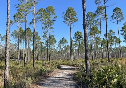 Exploring the Most Scenic Trails in Panama City, Florida