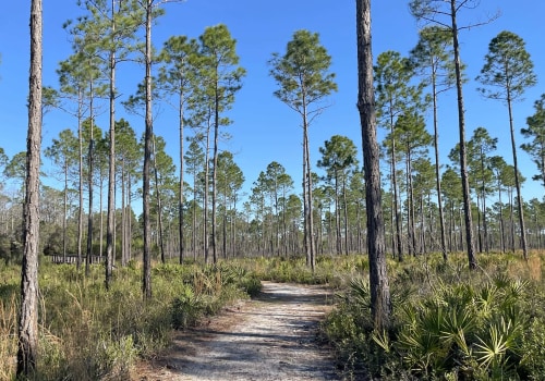 Exploring Panama City Beach: Is it Allowed to Bring Food and Drinks on a Trail Loop?